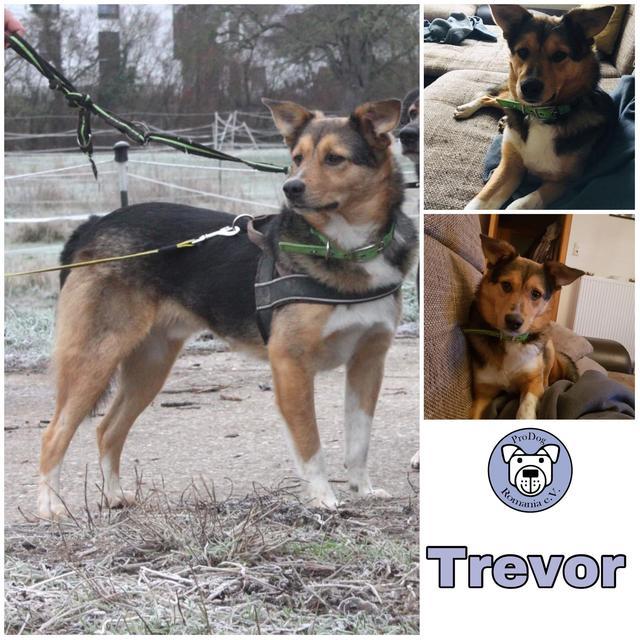 Trevor in 64521 Gross-Gerau ***reserviert***