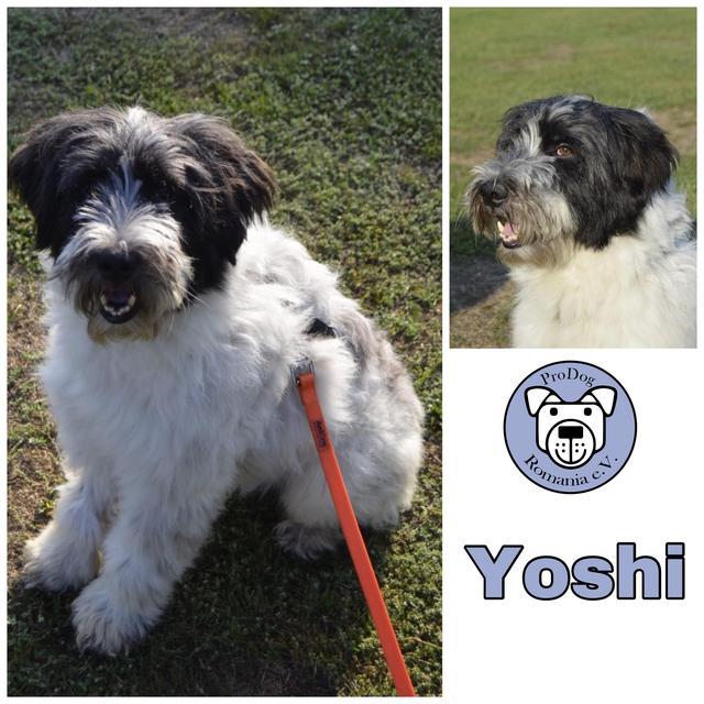 YOSHI ( Jacob ) in 90762