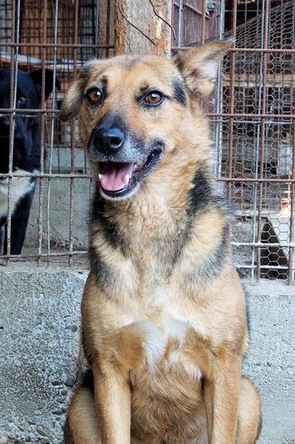 BARAK (HUMMELS) - Pflegestelle gesucht, Rettungspate vorhanden - unter 50cm - über 4 Jahre im Tierheim