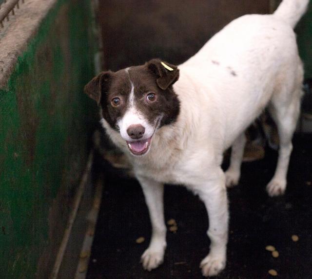 CHEEKY - Pflegestelle gesucht, Rettungspate vorhanden - seit Oktober 2018 im Tierheim