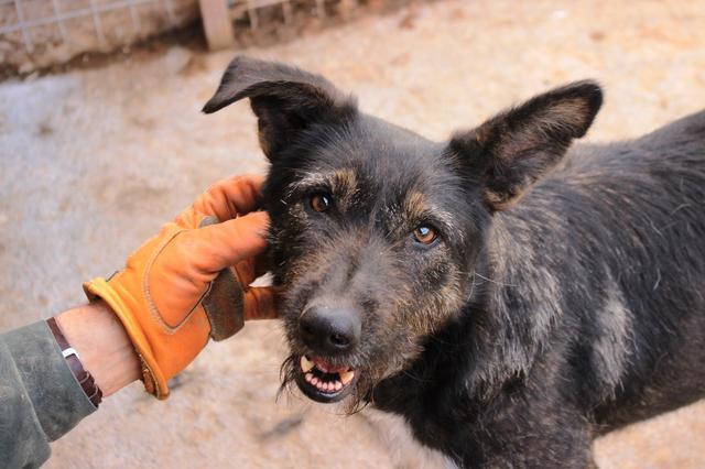 COSIMA - Pflegestelle gesucht, halbe Rettungspatenschaft gesucht, halbe Rettungspatenschaft vorhanden - seit März 2019 im Tierheim