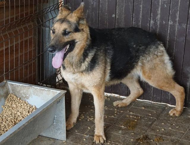 DORIA - Pflegestelle gesucht, Rettungspate vorhanden - ca. 60cm - über 2 Jahre im Tierheim