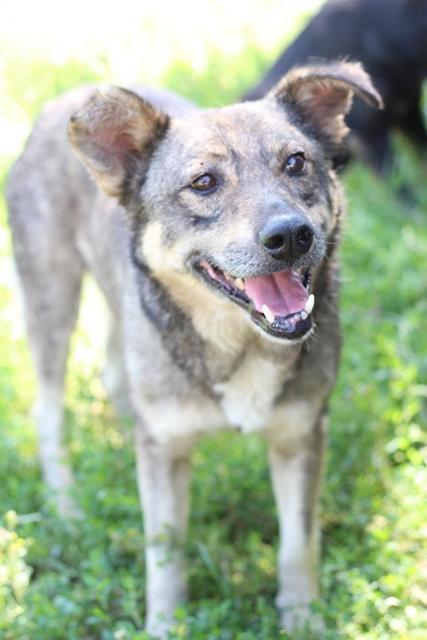 FINDUS - Pflegestelle gesucht, Rettungspate vorhanden - seit Mai 2018 im Tierheim