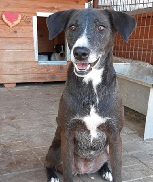 JEAN DOE - Pflegestelle gesucht, Rettungspate vorhanden - nur mit Pflegestellen-Sonderregelung! - 45/50cm - über 3,5 Jahre im Tierheim