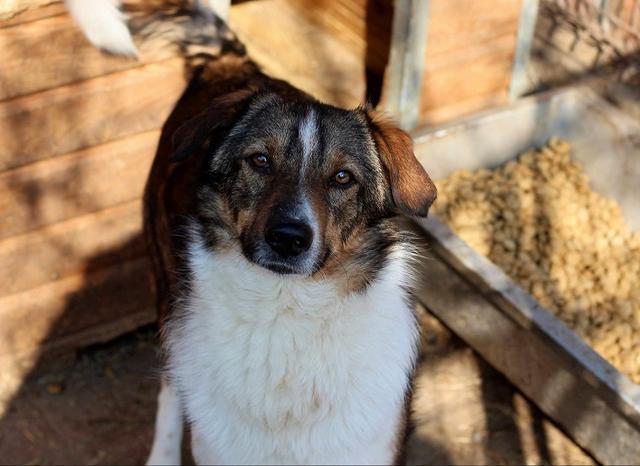 KOONO - Pflegestelle gesucht, Rettungspate vorhanden - unter 50cm - über 2 Jahre im Tierheim