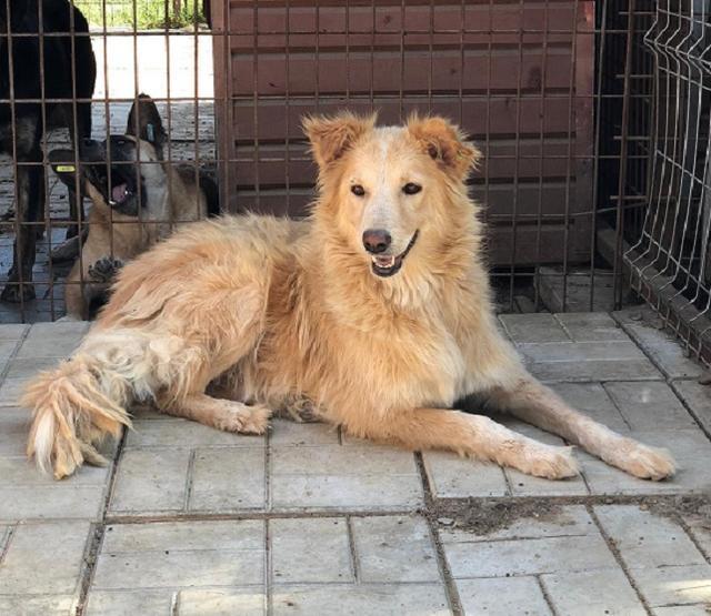 LASKA - Pflegestelle gesucht, Rettungspate vorhanden - seit Mai 2018 im Tierheim