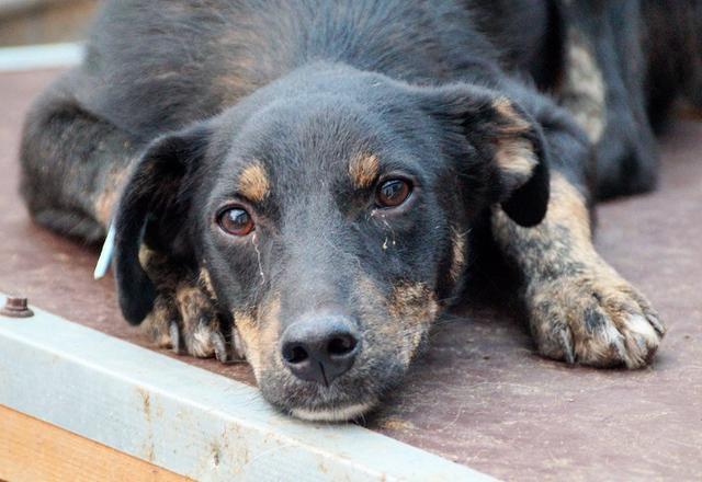 LIAM (SUCKIE) - Pflegestelle gesucht, Rettungspate vorhanden - ca. 45cm - über 2 Jahre im Tierheim