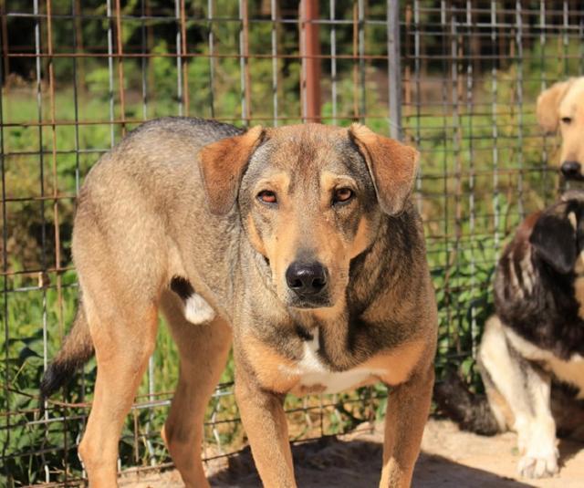 MAKAIO - Pflegestelle gesucht, Rettungspate vorhanden - seit Oktober 2016 im Tierheim