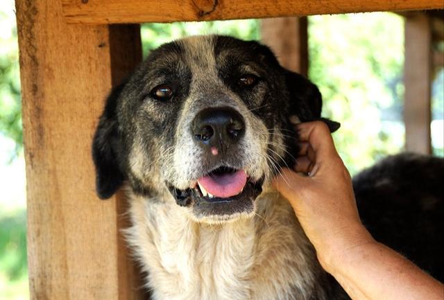 MIRKO - Pflegestelle gesucht, Rettungspate vorhanden - ca. 55cm - über 3 Jahre im Tierheim