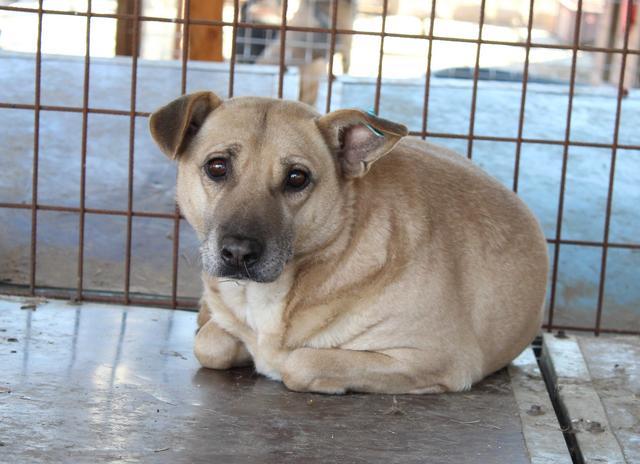 OHANA - Pflegestelle gesucht, Rettungspate vorhanden - seit mind. Oktober 2016 im Tierheim