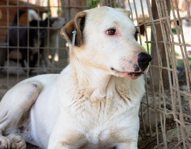 SANSA - Pflegestelle gesucht, Rettungspate vorhanden - nur mit Pflegestellen-Sonderregelung! - seit Oktober 2016 im Tierheim