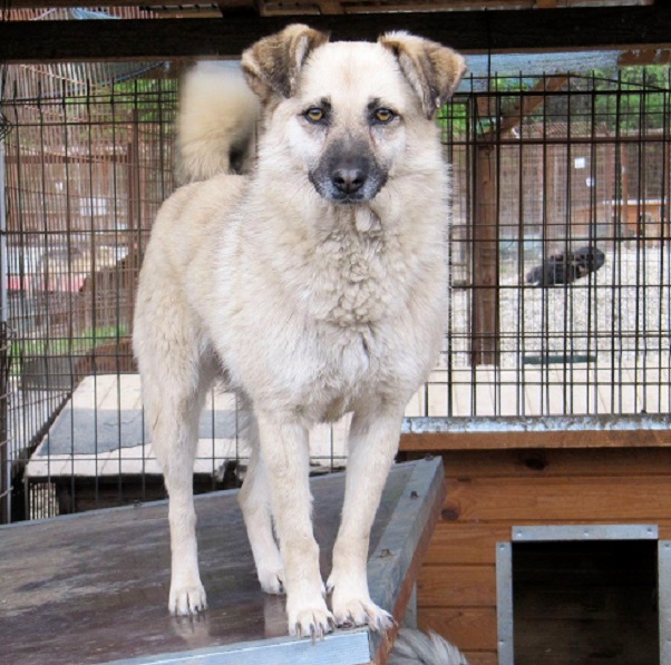 SIGUNA - Pflegestelle gesucht, Rettungspate vorhanden - seit mind. November 2017 im Tierheim