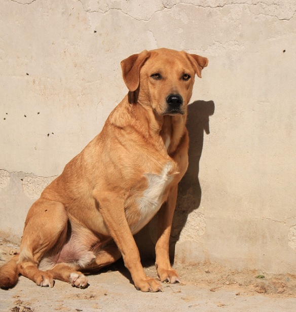 Spike - Pflegestelle gesucht, Rettungspate vorhanden - seit Oktober 2016 im Tierheim