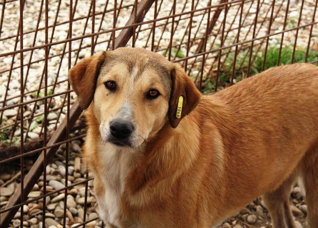 SUSHIL - Pflegestelle gesucht, Rettungspate vorhanden - seit Oktober 2018 im Tierheim