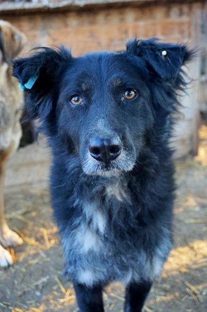 TITUS - Pflegestelle gesucht, Rettungspate vorhanden - seit 2016 im Tierheim