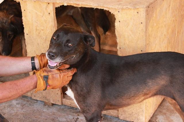 TRICOLA - Pflegestelle gesucht, Rettungspate vorhanden - seit August 2018 im Tierheim - 50/55cm