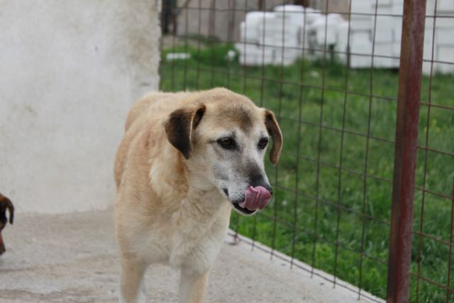 DORIS - reserviert Hamburger Tierschutzverein