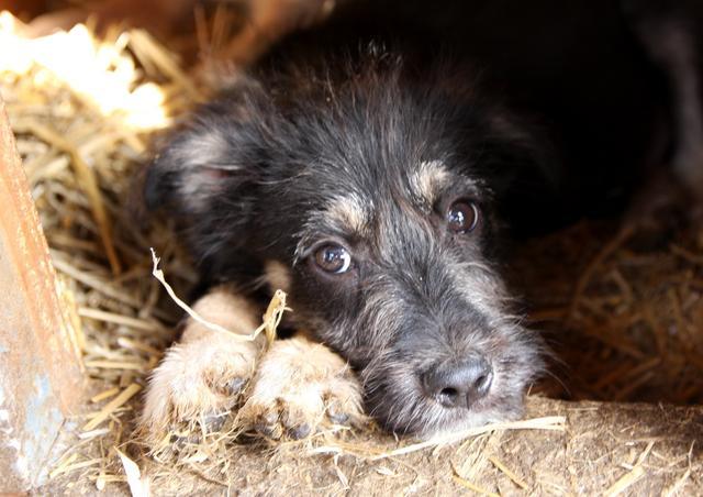 WILLI - reserviert SchnauzerNothilfe (GC)