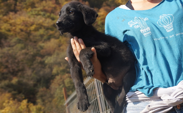 BASTIAN - reserviert Tierhilfe Lebenswert e.V. (MP)