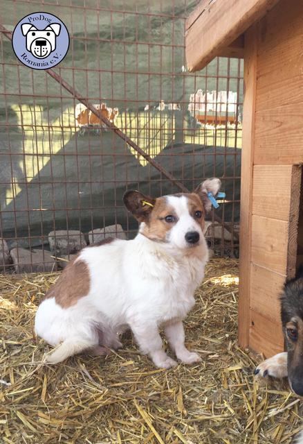 HUCKLEBERRY - reserviert Tiere in Not Odenwald