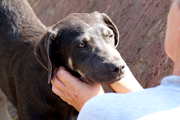 TWIZLE - sehr zutraulich - WEIMARANER - reserviert Silke