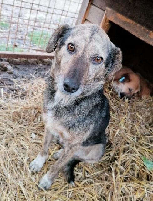 DAVID - reserviert Tierhilfe Lebenswert e.V. (MP)