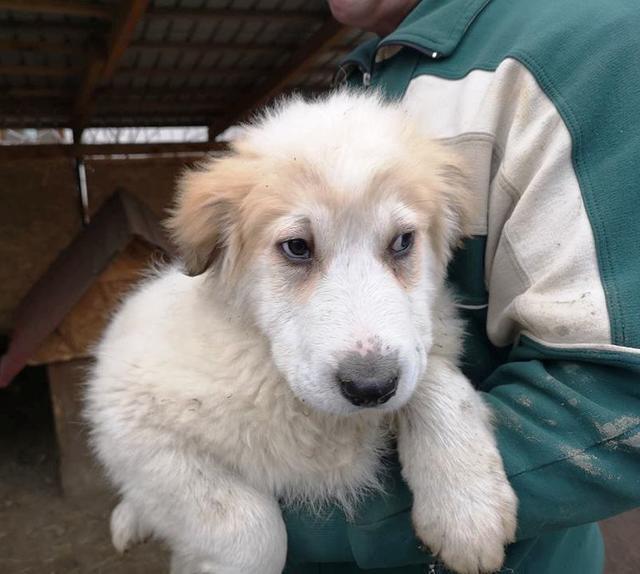 JOSCHKO - reserviert Hundescheune Fläming