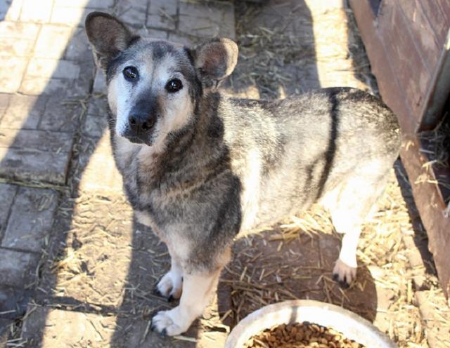 AMANDO - reserviert Hilfe für Herdenschutzhunde