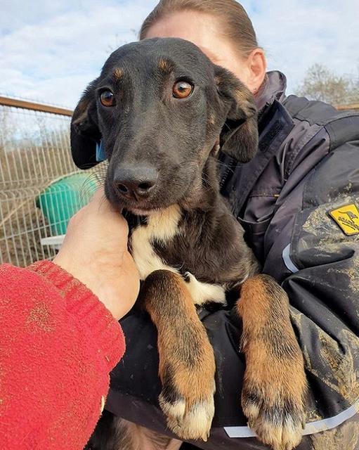 TOFFEY - reserviert Hundescheune Fläming