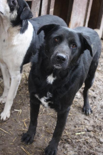 VELVET - reserviert Tiere brauchen Freunde