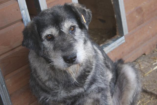 MUKA - reserviert SchnauzerNothilfe (GC)