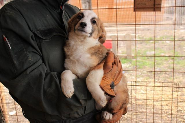 CHEYENNE - reserviert Hundescheune Fläming