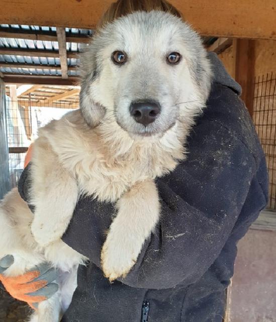 KINON - reserviert Hundescheune Fläming