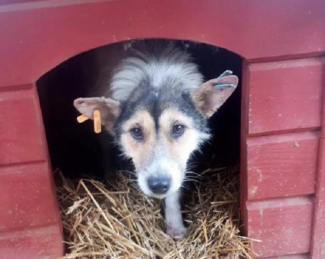 LIESL -  reserviert Hamburger Tierschutzverein