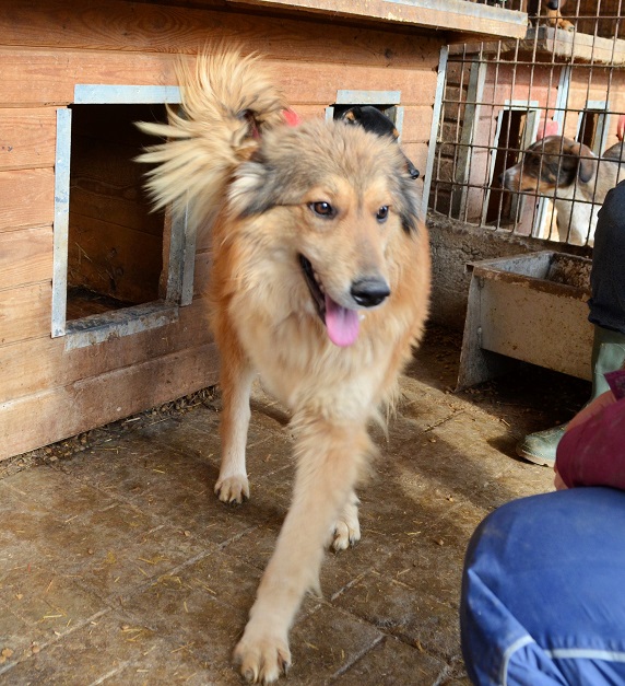 ROBBIN - reserviert Hundescheune Fläming