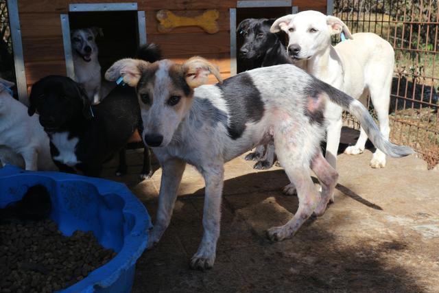 ELOISE - reserviert Hamburger Tierschutzverein