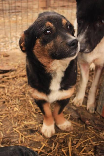 GITTIE - reserviert Tierhilfe Lebenswert e.V. (MP)