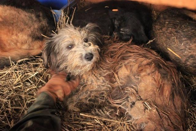 JOLANA -- reserviert Menschen für Tiere Landau (GC)