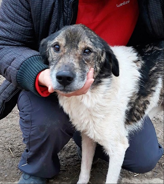 MANFRED (MANNI) - Oldie - ca. 50-55 - zu dünn - über 1 Jahr im Tierheim - reserviert (Silke)