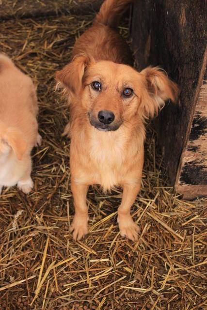 TOSSIE - reserviert Hamburger Tierschutzverein