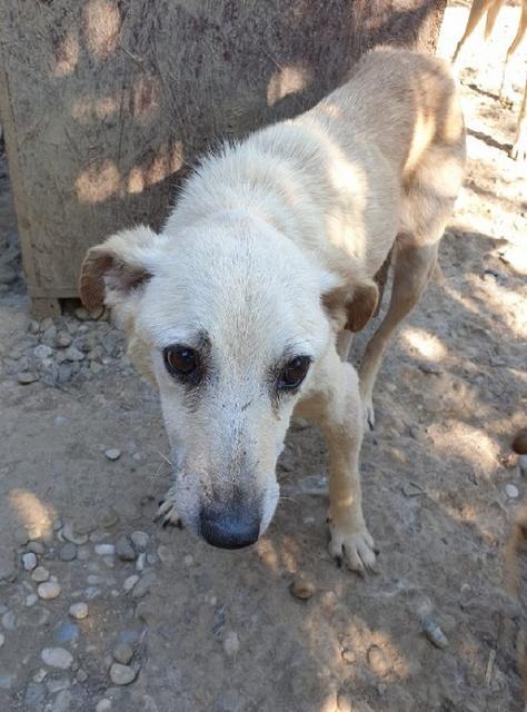 EMILY - reserviert Tierhilfe Lebenswert e.V. (MP)