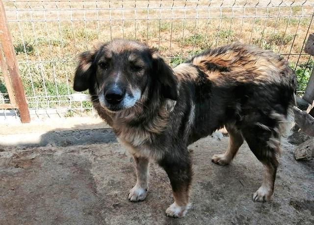 LUDMILLA  Reserviert Tierheim Burgdorf ANNA