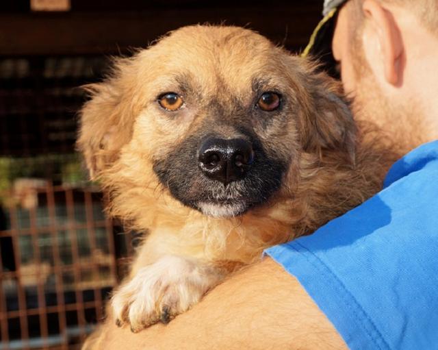 BROWNIE - ca. 40cm - über 3 Jahre im Tierheim reist auf eine Pflegestelle in PLZ 5