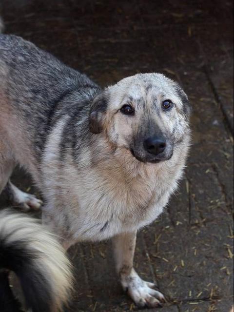 STORMY - ca. 50-55cm - über 3 Jahre im Tierheim reserviert NadineH