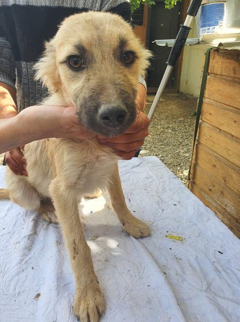 CELINO - reserviert Second Chance Dogs