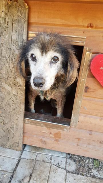 Marley reserviert für Pflegestelle Dr