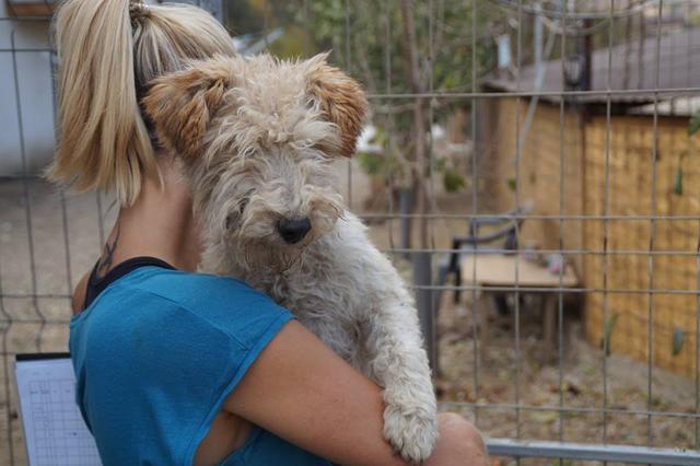 TOSSA (Gratziela) - unter 40 - Fox Terrier - reserviert Anna