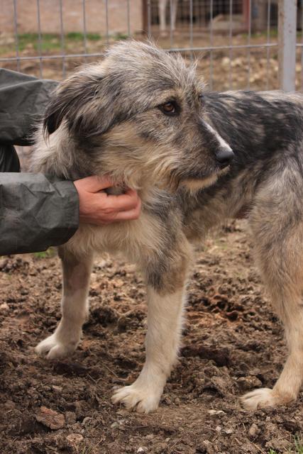 DAISY - reserviert Tierhilfe Lebenswert e.V. (MP)