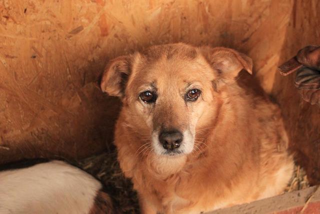 GINGIE - reserviert Tierfreunde Filderstadt