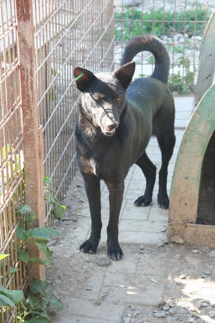 NAYRA - reserviert Hilfe für Herdenschutzhunde